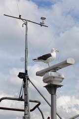 Lysekil  Schweden  eine Seemoewe steht auf dem Radar eines Fischerbootes