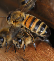 Berlin  Deutschland  Honigbienen am Einflugloch einer Bienenbeute