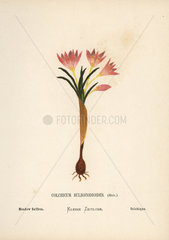 Meadow saffron  Colchicum bulbocodioides