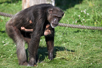 Leipzig  Schimpansenmama mit einem Jungen