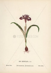 Dwarf iris  Iris reticulata