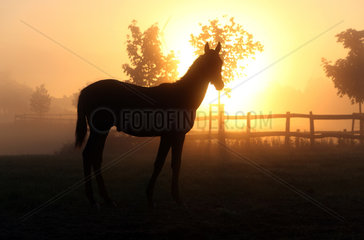 Goerlsdorf  Deutschland  Silhouette eines Pferdes bei Sonnenaufgang auf der Weide