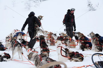 Saelen  Schweden  Maenner stehen zwischen eingespannten Siberian Huskies