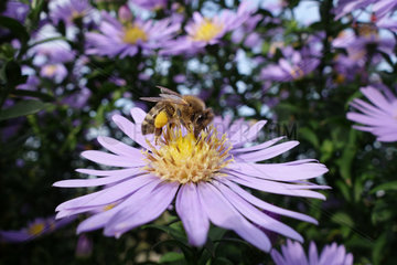 Briescht  Deutschland  Biene sammelt Nektar und Pollen auf einer violetten Herbstaster