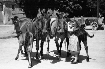 Dresden  DDR  Frau trenst ein Pferd auf