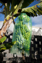 Tazacorte  Spanien  Bananen auf einer Bananenplantage in Folie