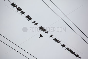 Seefeld  Deutschland  Tauben sitzen in der Reihe auf einer Stromleitung