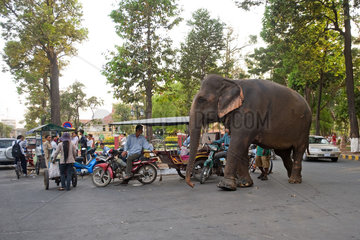 Phnom Penh  Kambodscha  ein Elefant an einer Strassenkreuzung