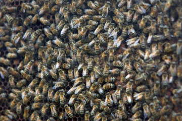 Hannover  Deutschland  Honigbienen hinter Glas auf einer Wabe