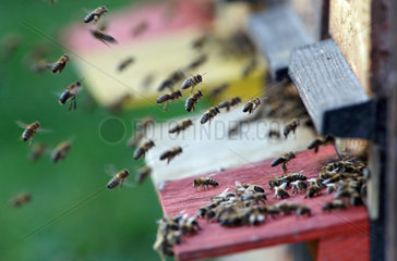 Briescht  Deutschland  Honigbienen im Anflug auf eine Bienenbeute
