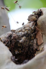 Berlin  Deutschland  Bienen nisten in einem Astloch eines Baumes