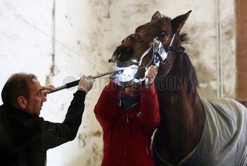 Koenigs Wusterhausen  Deutschland  Pferd wird an den Zaehnen behandelt