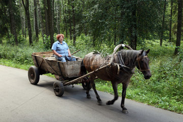 Bobrujsk  Weissrussland  eine Frau faehrt auf einem Pferdekarren