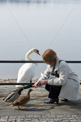 Berlin  Deutschland  eine Frau fuettert Enten am Tegeler See