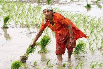 Larkana  Pakistan  Reisbaeuerin beim Pflanzen von Reis
