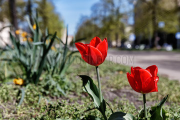 Berlin  Deutschland  Tulpen auf der Mittelpromenade der Schlossstrasse