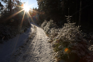 Belloe  Schweden  verschneiter Waldweg