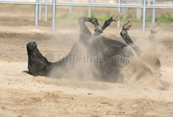 Neustadt/Dosse  Deutschland  ein Pferd waelzt sich im Sand