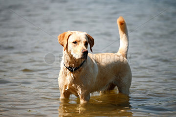Berlin  Deutschland  Labrador Retriever im Wasser