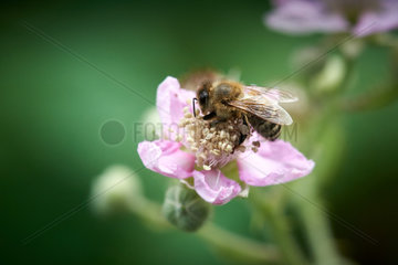 Brombeerbluete mit Biene