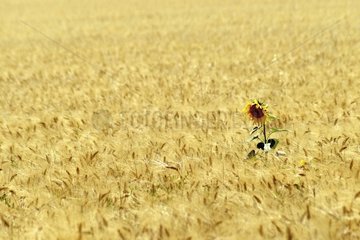einsame Sonnenblume