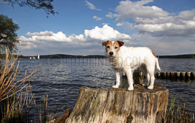 Berlin  Deutschland  Portraet von einem Parson Russell Terrier in Kladow vor der Havel