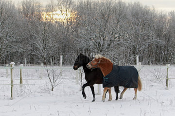 Koenigs Wusterhausen  Deutschland  Pferde im Winter auf einer schneebedeckten Koppel