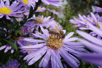 Briescht  Deutschland  Biene sammelt Nektar auf einer violetten Herbstaster