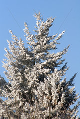 Berlin  Deutschland  schneebedeckter Tannenbaum
