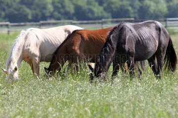Gernsheim  Deutschland  Pferde versinken beim Fressen mit ihren Koepfen im hohen Gras