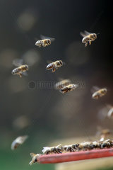 Briescht  Deutschland  Honigbienen im Flug