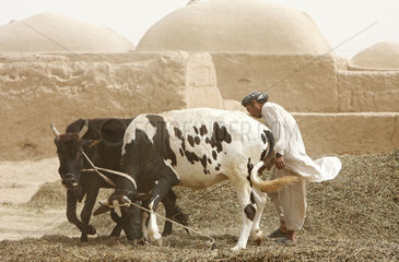 Kunduz  Afghanistan  Bauer drischt mit Kuehen die Ernte