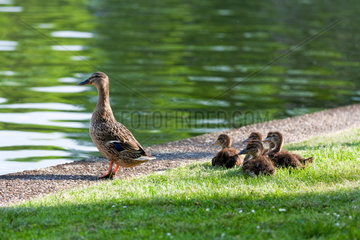 Bremen  Deutschland  eine Entenfamilie an einem Teich