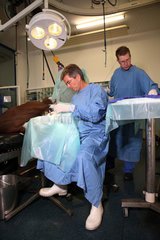 Iffezheim  Deutschland  Tieraerzte bei einer Beinoperation am Pferd