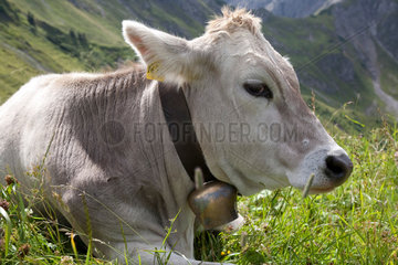 Zermatt  Schweiz  schweizer Kuh auf der Alm mit Kuhglocke