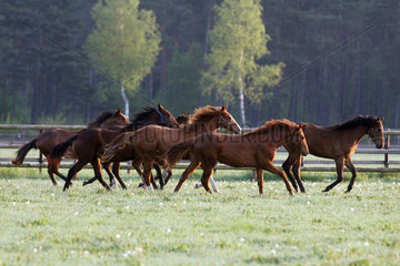 Soltau  Deutschland  Pferde im Galopp am Morgen auf der Weide