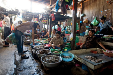 Phnom Penh  Kambodscha  eine Frau begutachtet Fisch auf einem Markt