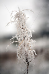 Belloe  Schweden  schneebedeckte Pflanze