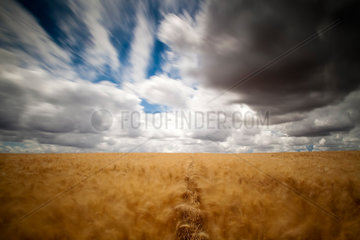 Sevilla  Spanien  vorbeiziehende Wolken ueber einem Weizenfeld