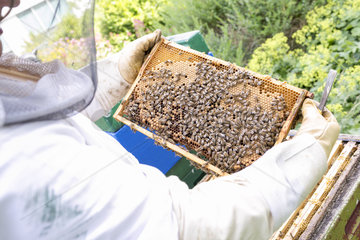 Kiel  Deutschland - Imker prueft das Magazin eines Bienenstocks
