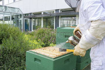 Kiel  Deutschland - Wabe mit Bienen