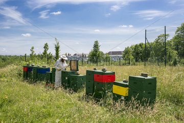 Kiel  Deutschland - Imker kontrolliert einen Bienenstock