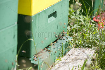 Kiel  Deutschland - Bienenstock mit Bienen