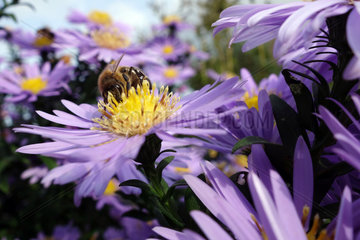 Briescht  Deutschland  Biene sammelt Nektar und Pollen auf einer violetten Herbstaster