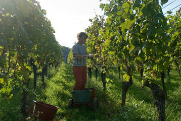 Achkarren  Weintraubenernte am Kaiserstuhl