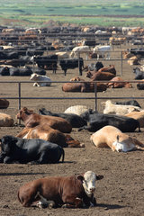 Wildorado  USA  Rinderbullen stehen und liegen in Gattern zusammengepfercht