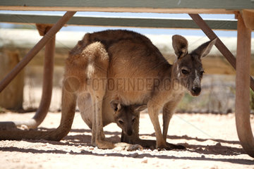 Exmouth  Australien  ein Kaenguru mit Baby im Schatten eines Campingtisches