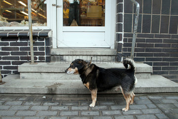Poznan  Polen  ein Hund wartet vor einer Baeckerei auf sein Frauchen