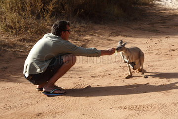 Exmouth  Australien  ein Mann fuettert ein Kaenguruh mit Baby