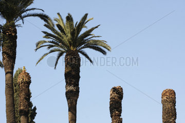 Palmen im Rom